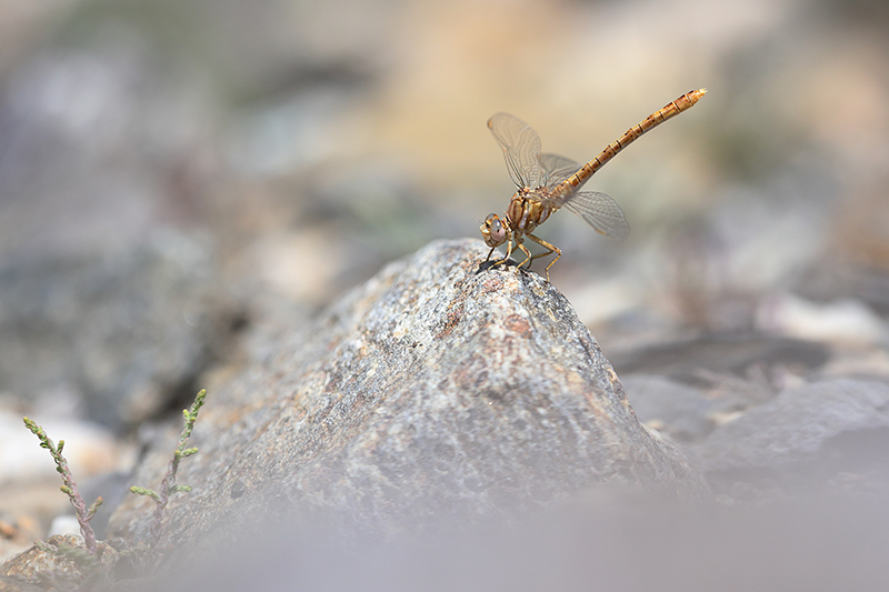 Vrouwtje Moorse tanglibel | Onychogomphus costae.