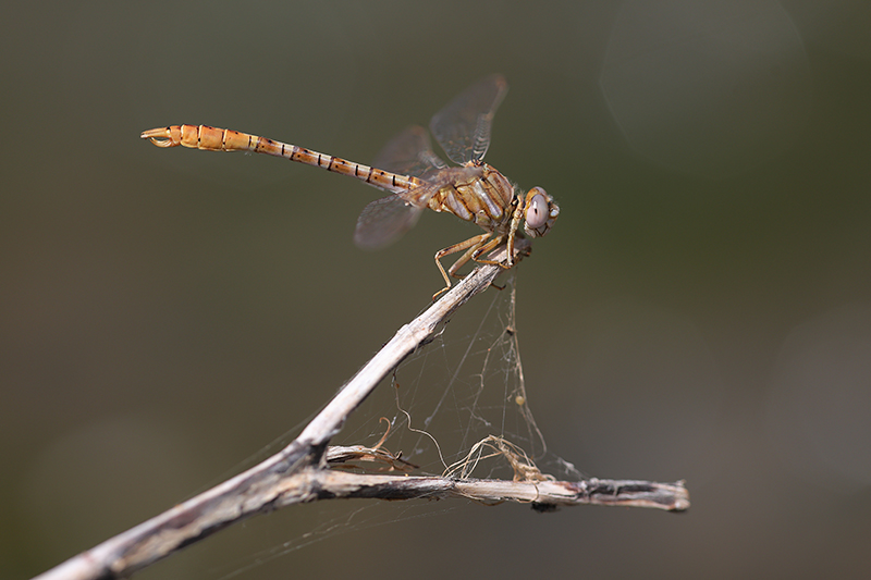 Mannetje Moorse tanglibel | Onychogomphus costae.