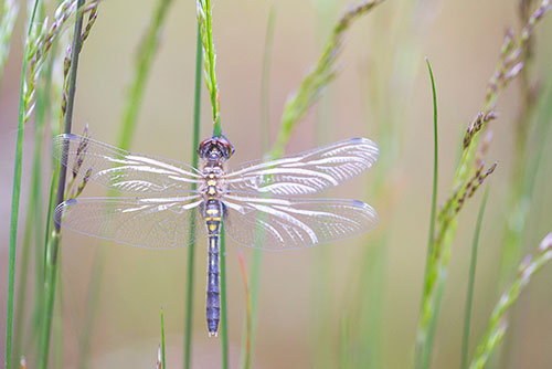 Verse Oostelijke witsnuitlibel | Leucorrhinia albifrons.