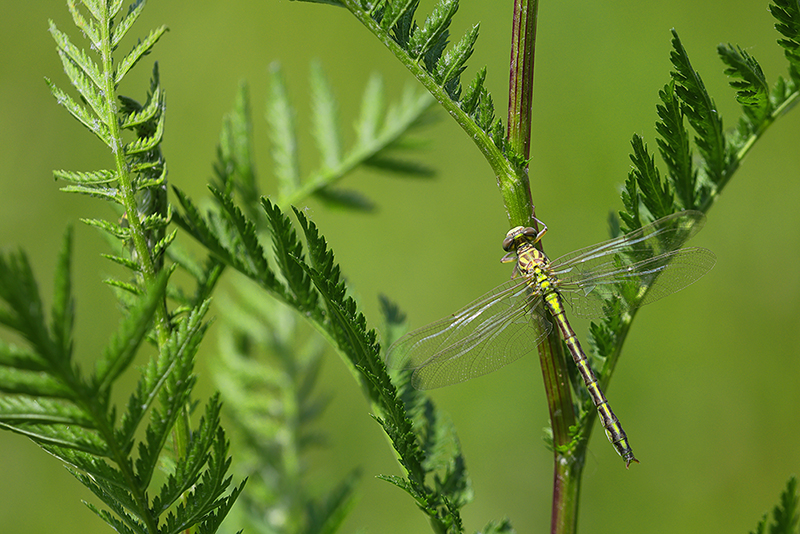 Mannetje Rivierrombout | Styrulus flavipes