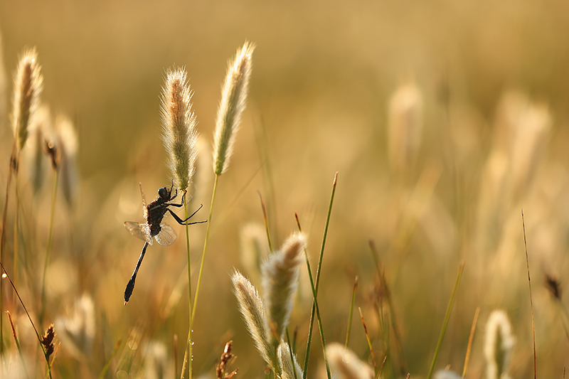Slanke oeverlibel | Orthetrum sabin