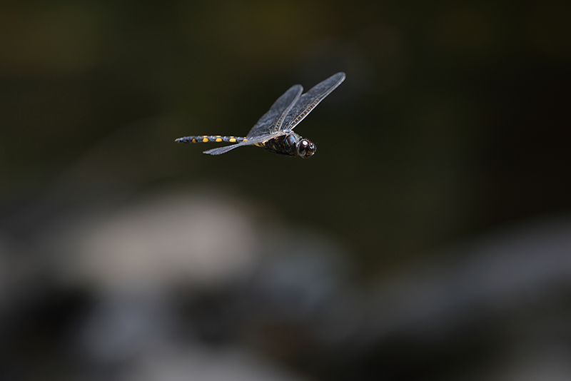 Patrouillerend mannetje Watervallibel | Zygonyx torridus.