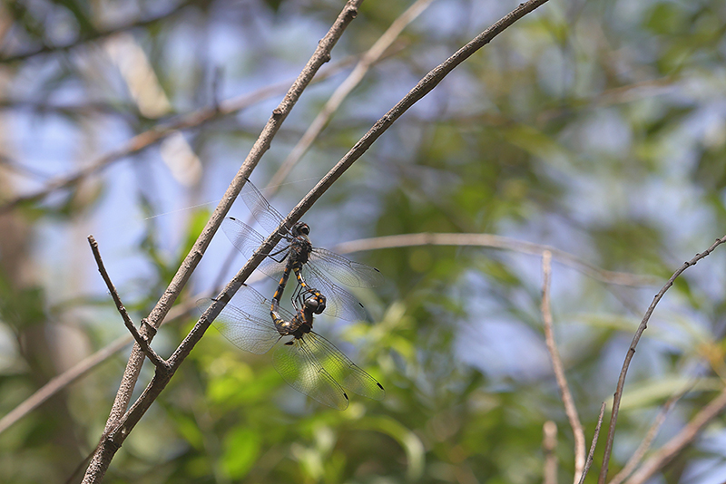 Paringswiel Watervallibel | Zygonyx torridus