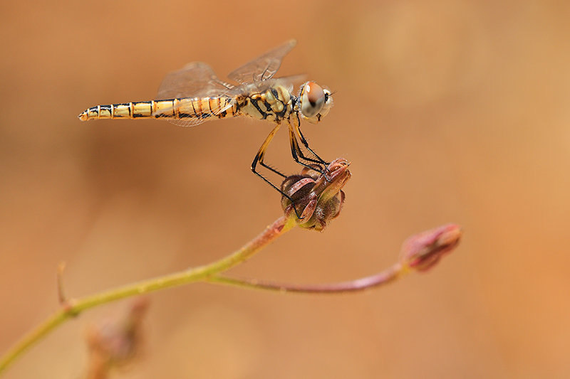 Vrouwtje Windvaantje | Selysiothemis nigra