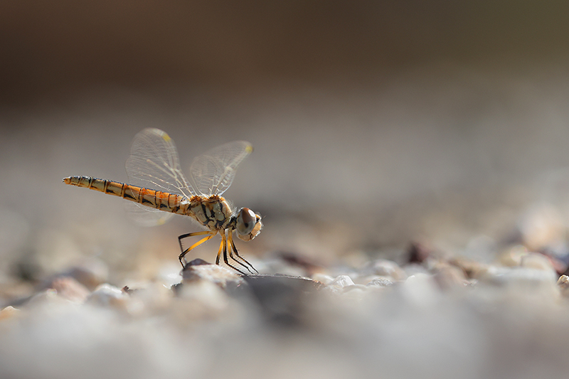 Vrouwtje Windvaantje | Selysiothemis nigra