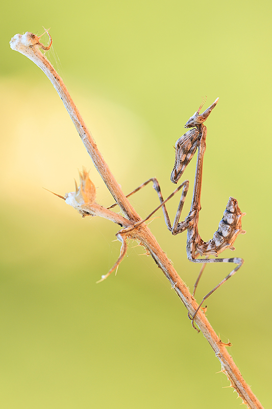 Conehead mantis | Empussa pennata | Kegelkopbidsprinkhaan