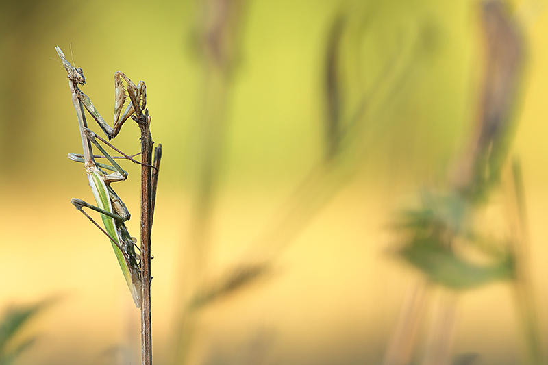Conehead mantis | Empussa pennata | Kegelkopbidsprinkhaan