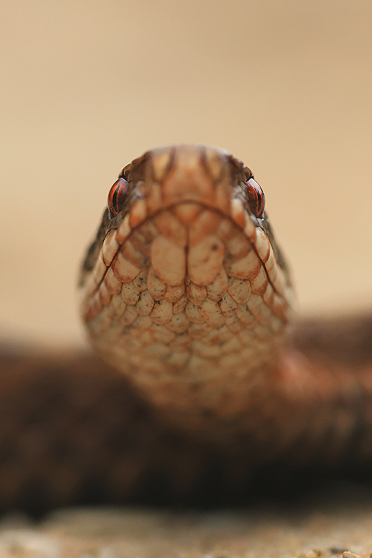 Portret vrouwtje Adder | Vipera berus.