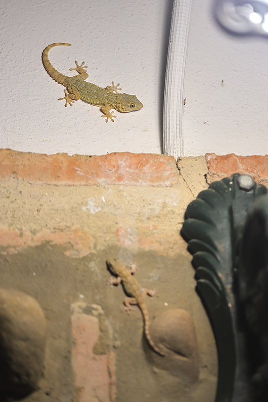 Twee Muurgekko's bij buitenlamp.