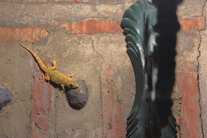 Muurgekko