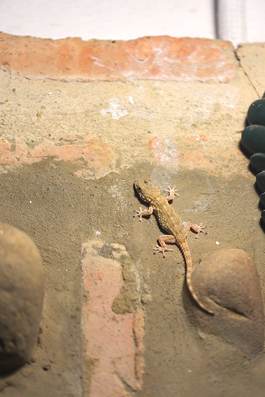 Muurgekko | Tarentola mauritanica