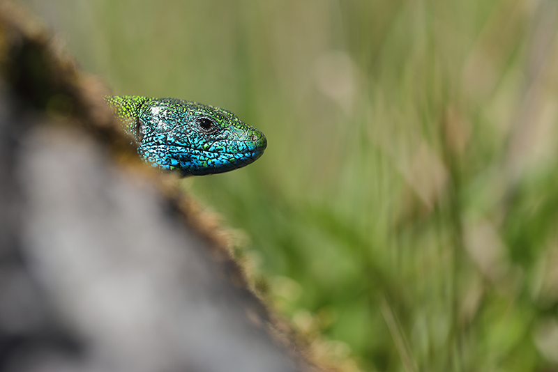 Schitterend mannetje oostelijke smaragdhagedis met blauwe keel.