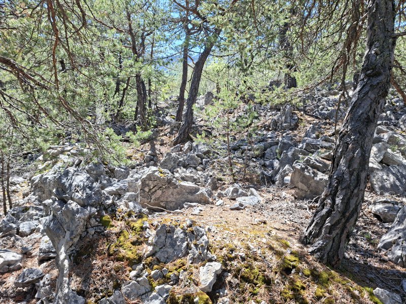 Habitat Zandadder | Vipera ammodytes, Oostenrijk.