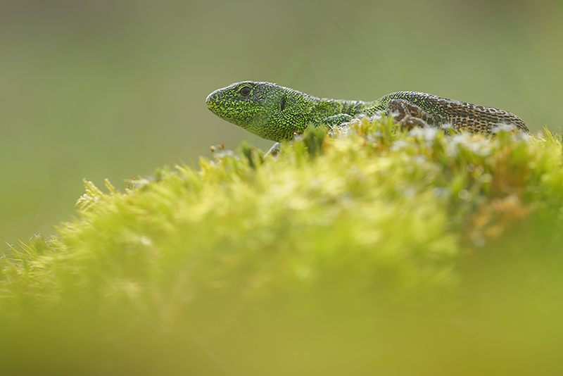 Mannetje Zandhagedis kleurt fel groen in de paartijd.