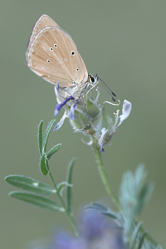 Aosta esparcetteblauwtje | Polyommatus humedasae.