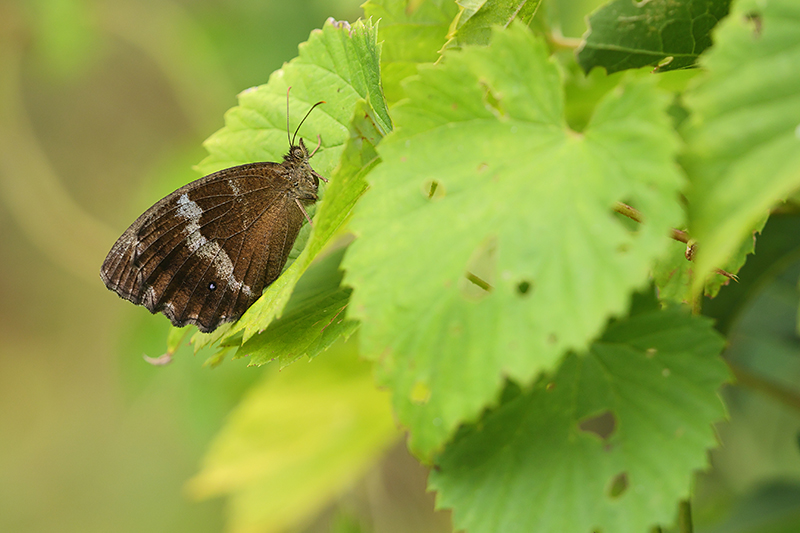 Blauwoogvlinder | Minios dryas