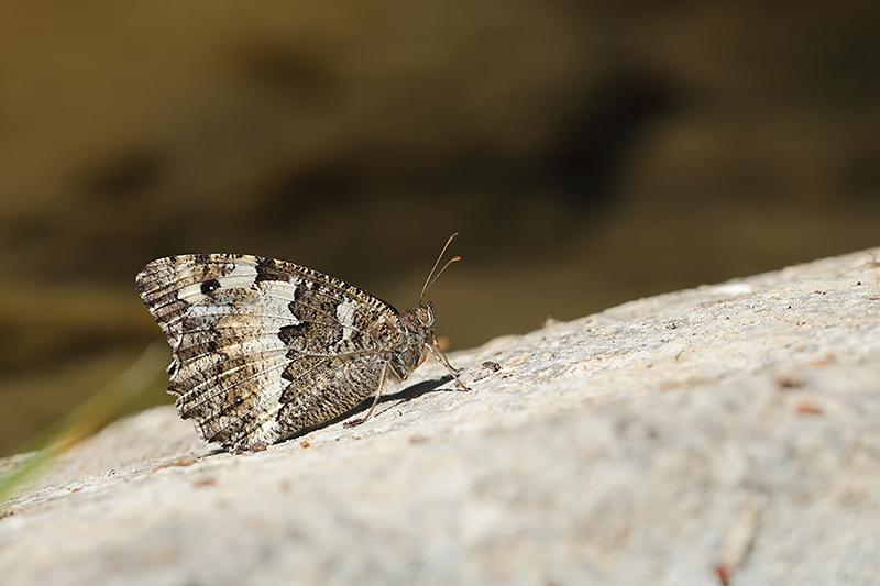 Grote boswachter