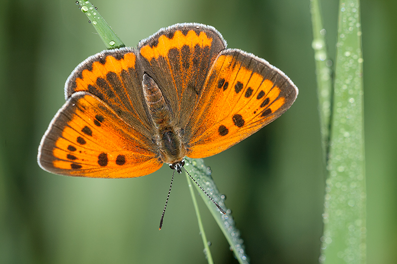 Bovenzijde mannetje: Donkerder met oranje vlekkenpatroon en band.