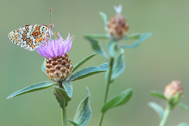 Knoopkruidparelmoervlinder | Melitaea phoebe