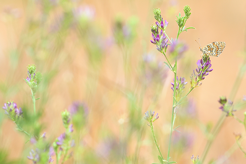 Knoopkruidparelmoervlinder | Melitaea phoebe