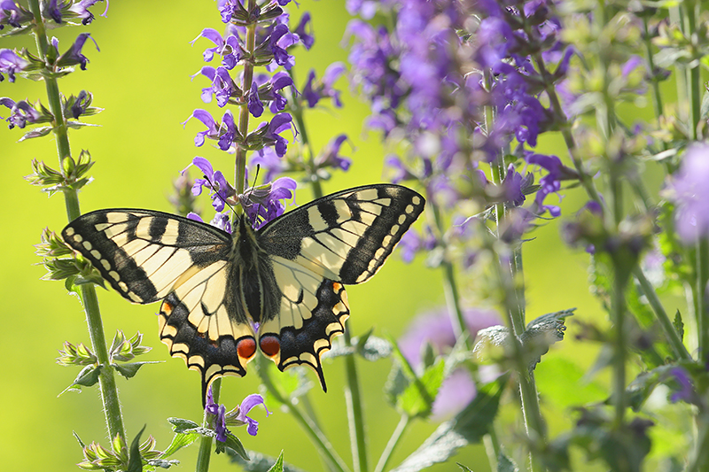 Schitterende Koninginnenpage |  Papilio machaon