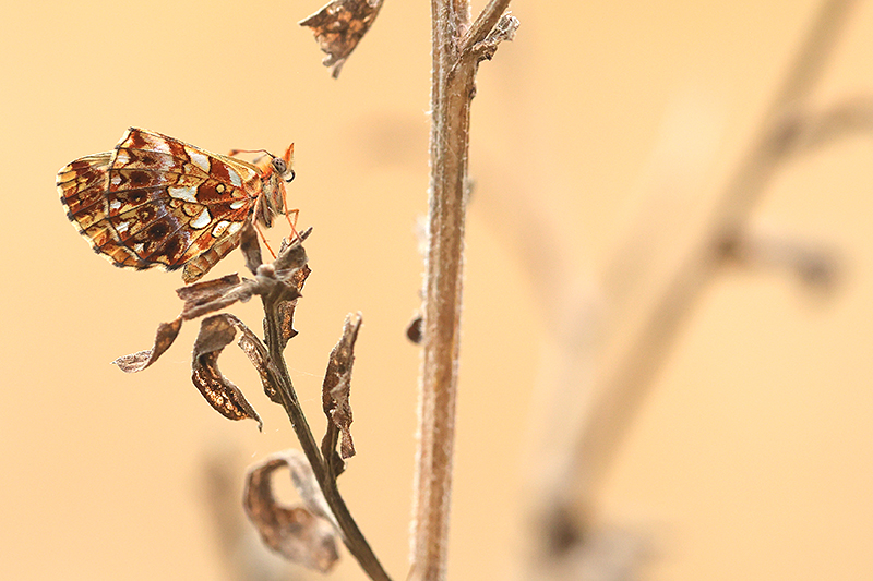 Paarse (Akker) parelmoervlinder | Boloria dia
