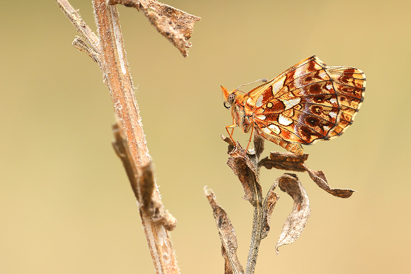 Paarse (Akker) parelmoervlinder | Boloria dia