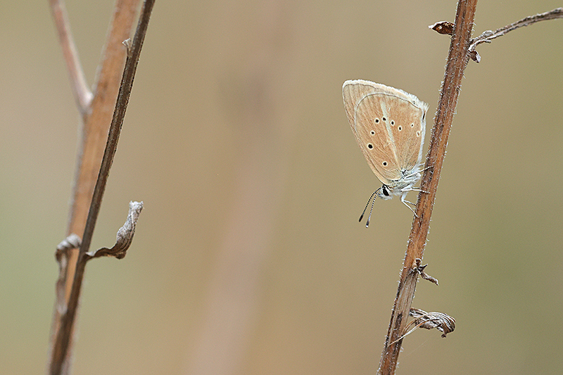 Witstreepblauwtje | Polyommatus (Agrodiaetus) damon