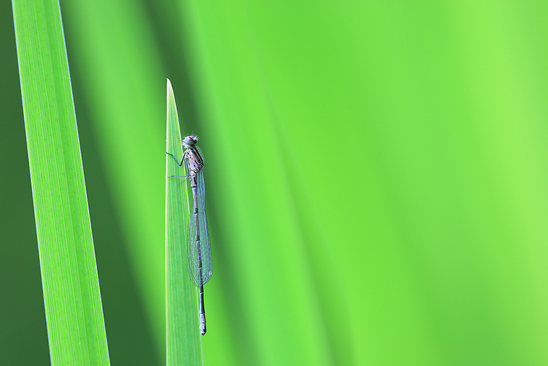 Azuurwaterjuffer | Coenagrion puella