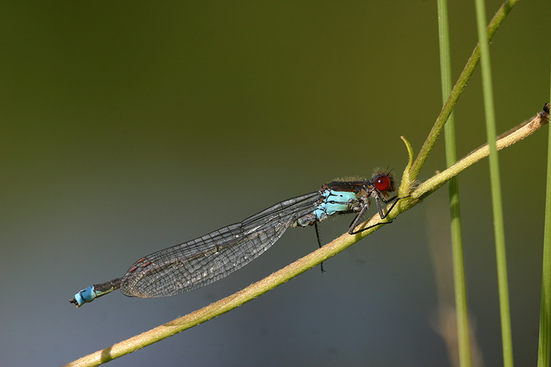 Erythromma najas
