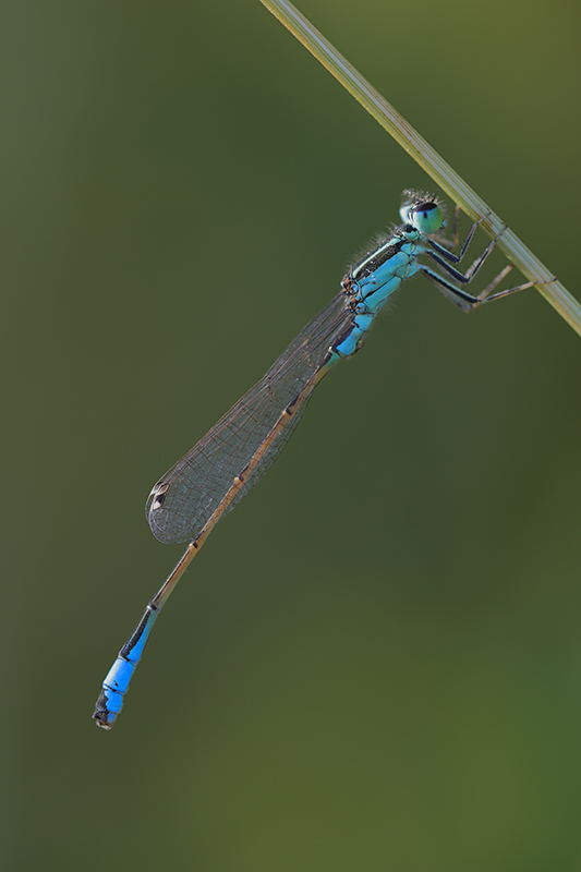 Iberisch lantaarntje | Ischnura graellsii