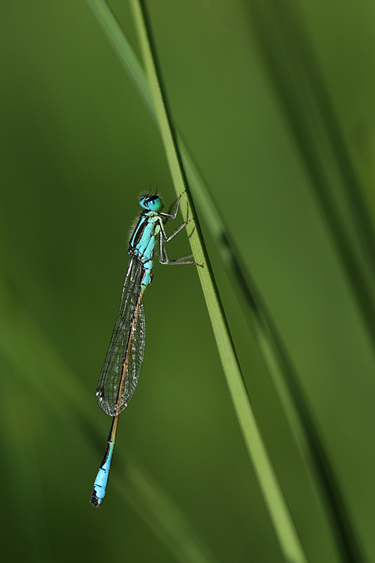 Iberisch lantaarntje | Ischnura graellsii