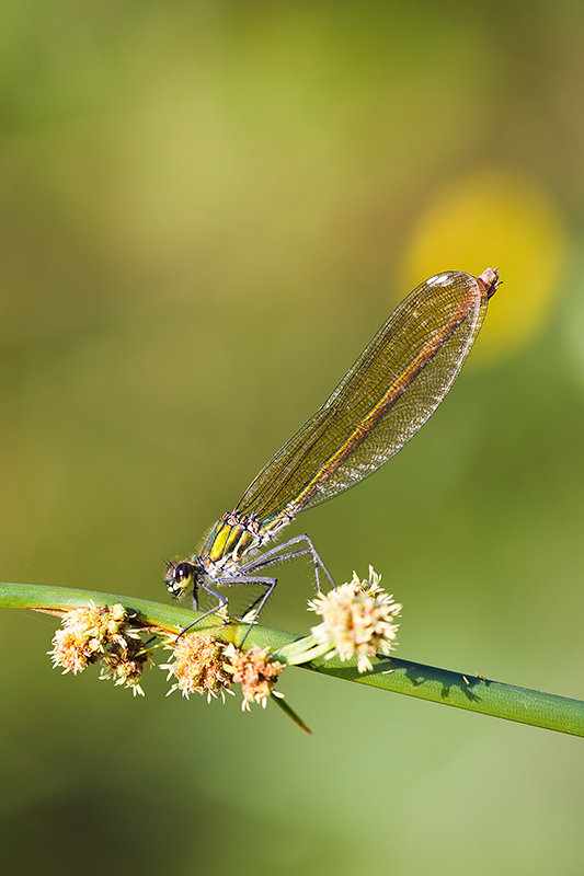 Vrouwtje Iberische beekjuffer | Calopteryx xanthostoma
