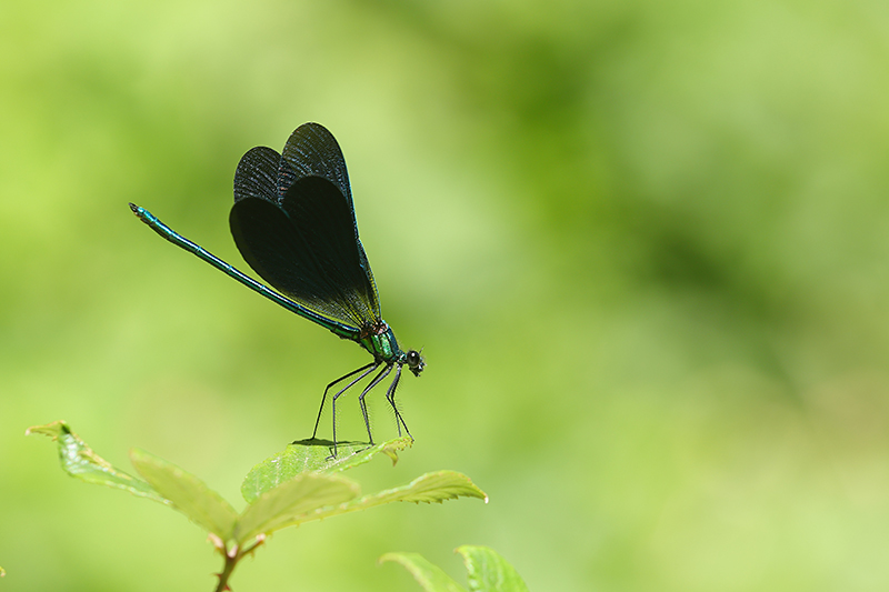 Iberische beekjuffer | Calopteryx xanthostoma.