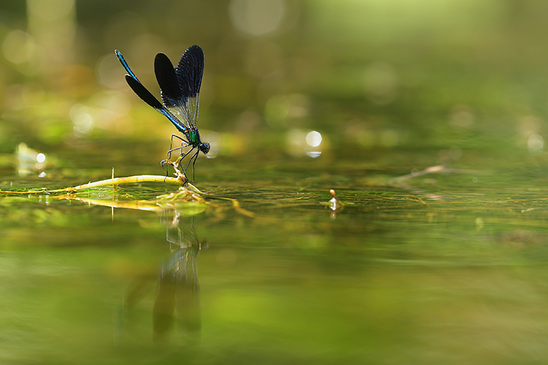 Iberische beekjuffer | Calopteryx xanthostoma.