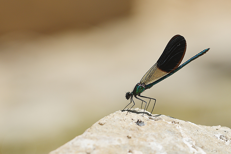 Iberische beekjuffer | Calopteryx xanthostoma.