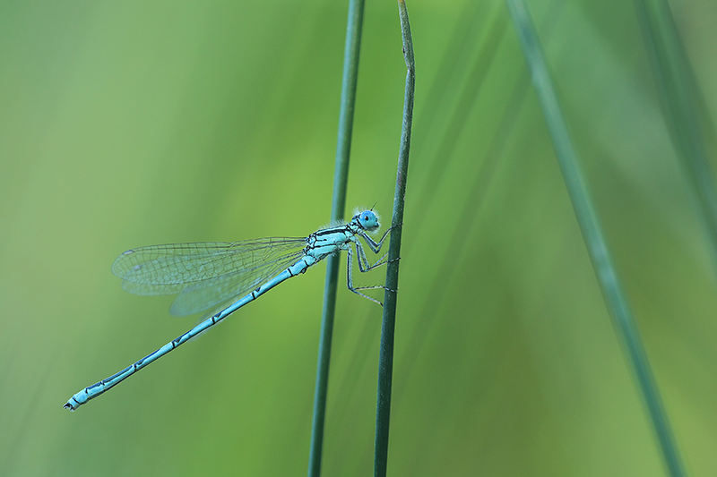 Erythromma lindenii