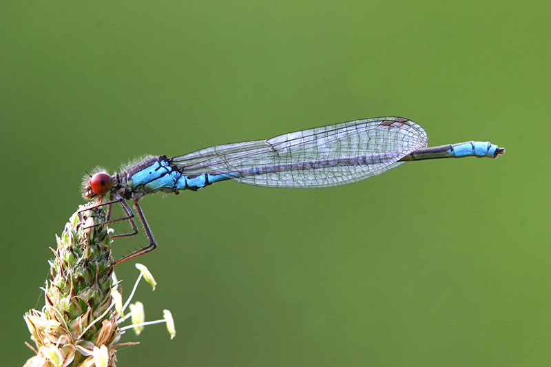 Erythromma viridulum