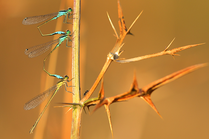 Lantaarntjes | Ischnura elegans