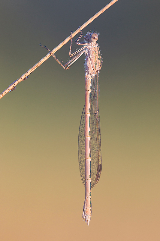 Noordse winterjuffer | Sympecma paedisca in het Woldlakerbos, Weerribben.
