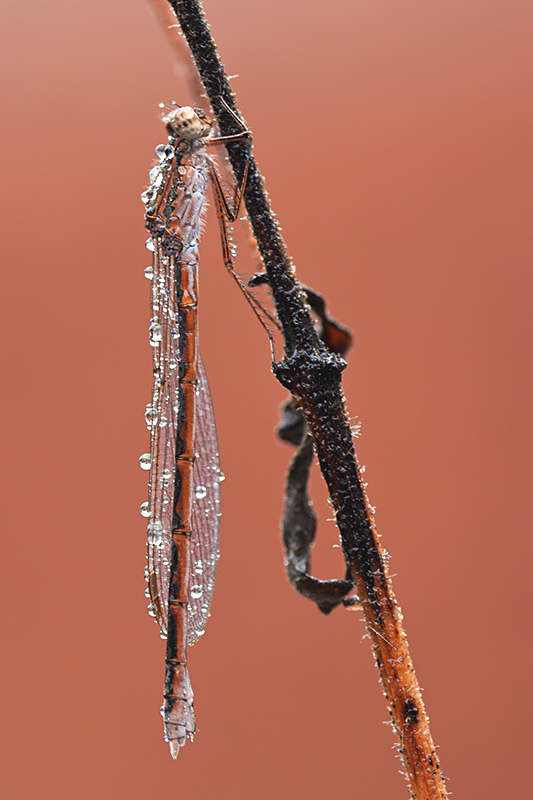 Vrouwtje Noordse winterjuffer | Sympecma paedisca