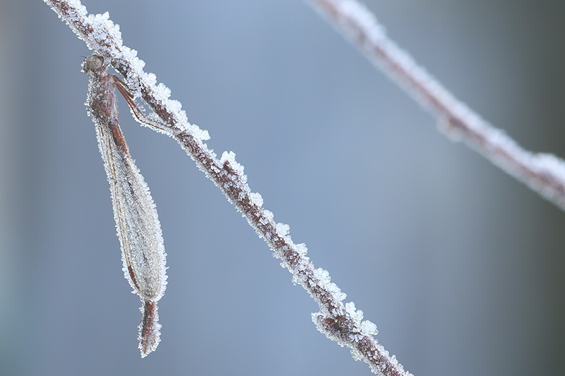 Noordse winterjuffer | Sympecma paedisca bedekt met ijs.