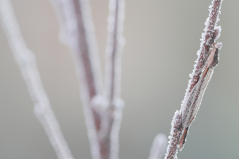 Noordse winterjuffer | Sympecma paedisca met ijskristallen.