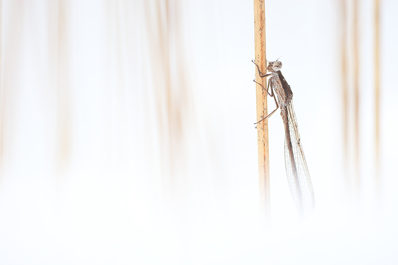 Noordse winterjuffer
