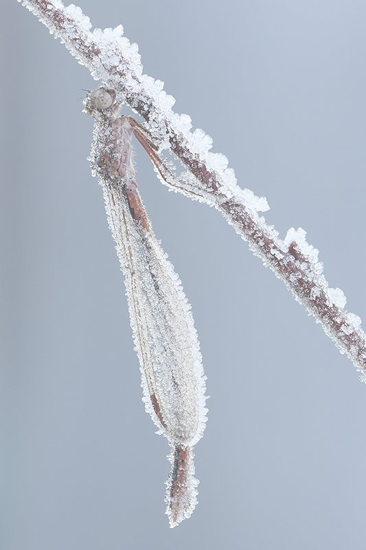 Met ijs bedekte Noordse winterjuffer | Sympecma paedisca