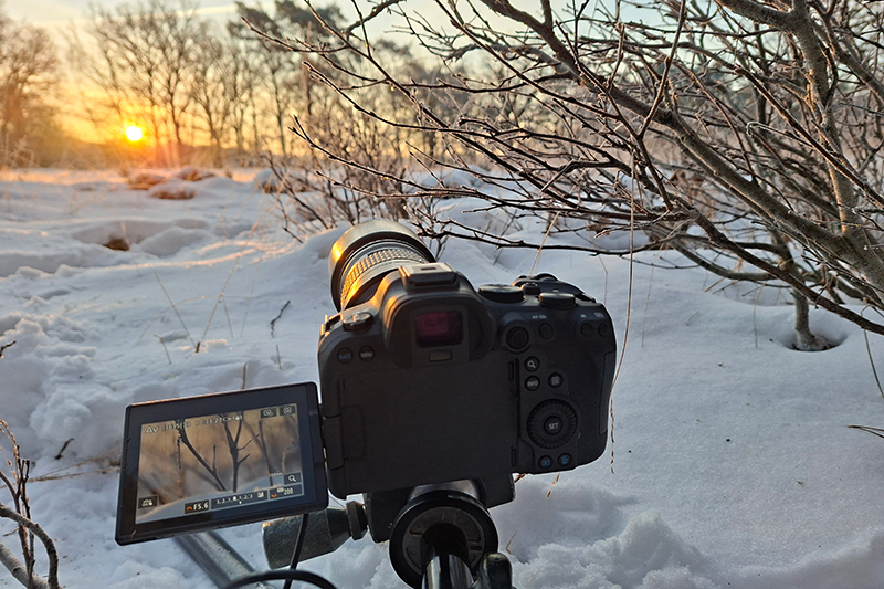 Noordse winterjuffer fotograferen in een winterlandschap.