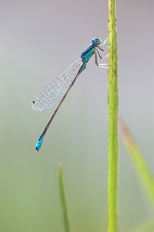 Ischnura pumilio