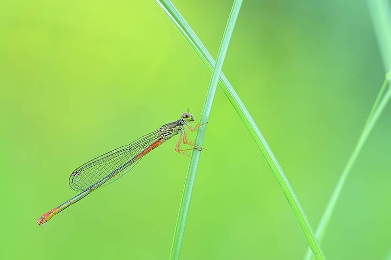 Vrouwtje Turkse koraaljuffer | Ceriagrion georgifreyi